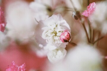 Close-up view of pink and white baby's breath flowers. Delicate flowers blooming in the soft light