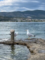 seagull on the pier