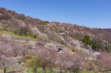 日本の田園風景を彩る陸郷夢の郷の桜と青空のコントラスト