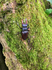 A stag beetle crawls, moss-covered tree bark in a lush forest. This close-up captures its shiny exoskeleton, large mandibles, natural camouflage, showcasing the beauty of wildlife and biodiversity.
