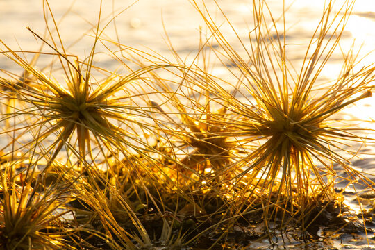 Beach spinifex seeds gathered together along the surf edge of a beach