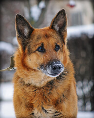 portrait of german shepherd