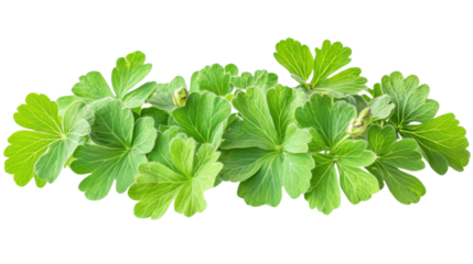 Zonal or garden geranium green leaves isolated on white background