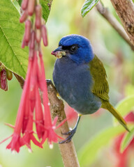 An exotic blue-capped tanager feeding on the berries of a fuchsia boliviana tree, in a farm in the eastern Andean mountains of central Colombia.