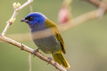 An exotic blue-capped tanager perching on the branch of a fuchsia boliviana tree, in a farm in the eastern Andean mountains of central Colombia.