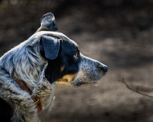 Australian Stumpy Tail Cattle Dog, close up, profile.