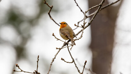 A robin is perched on a branch in a tree