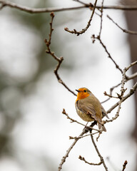 A robin is perched on a branch in a tree