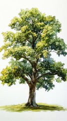 Obraz premium Watercolor Painting of a Majestic Maryland White Oak Tree on a Bright White Background