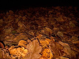autumn leaves background