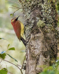 An exotic  crimson-mantled woodpecker perched on an alder tree trunk covered in lichen, in a forest at the eastern Andean mountains of central Colombia.