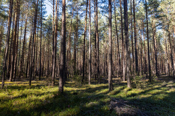 Obraz premium autumn mixed forest with different types of trees and shrubs with moss in the autumn season