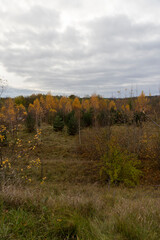 hilly area with birch trees and other trees with yellow and orange foliage