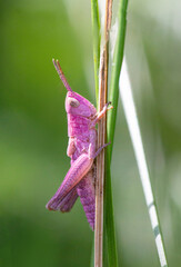 grasshopper on a leaf
