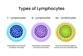 Types of Lymphocytes T B and NK cells