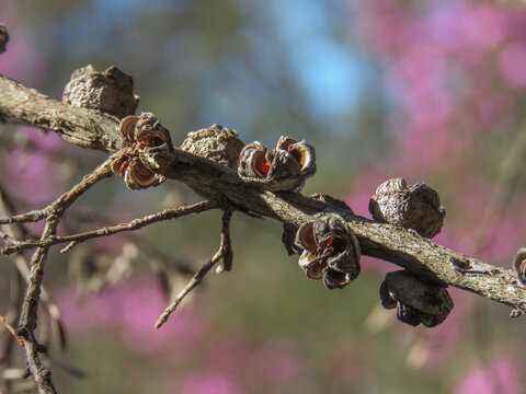 Open tea tree capsules with boken pink background