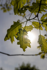 green new oak foliage in sunny weather