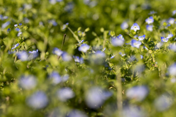 close-up of bushes of plants blooming with small blue flowers
