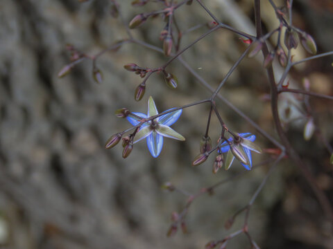 looking down on a mall blue native lily against bokeh tree trunk