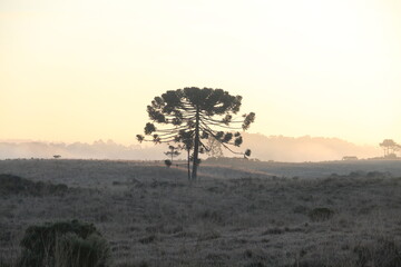 silhueta de pinheiros no nascer do sol em bom jardim da serra, santa catarina