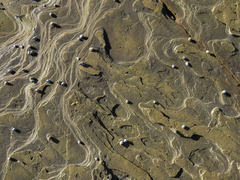 Finely layered sedimentary tidal rock platform with whelks