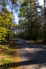 Obraz premium a road in a forest with deciduous trees in the autumn season