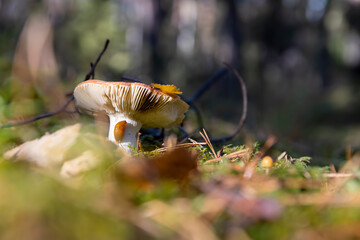 a wild mushroom that is not poisonous in the sunny season in the wild forest