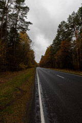a road through an autumn forest in which leaves are falling