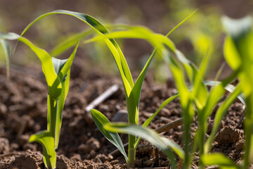 a monocultural field with fresh corn sprouts in fertile soil with fertilizers