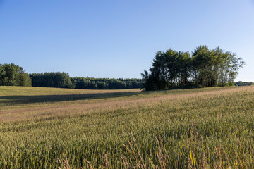 trees growing in a wheat field in the summer