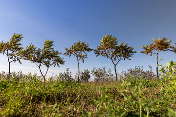 a row of sumac trees to fence the field and divide it into sections