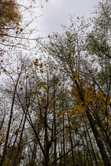 the last foliage on trees in a mixed forest in the autumn season