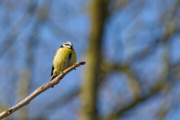 Eurasian blue tit perching on a twig on a sunny spring day close-up