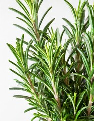 Obraz premium Fresh Green Rosemary Sprigs Isolated on a White Background
