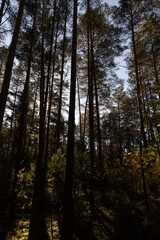 Tall pines and other types of trees with orange foliage in autumn