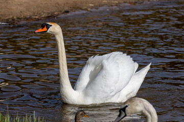white swans who arrived in eastern Europe in the spring to raise offspring