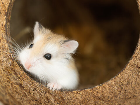 Roborovski hamster, Phodopus roborovskii, desert hamster, Robo dwarf hamster - the smallest of three species of hamster in the genus Phodopus. Coconut house for rodents