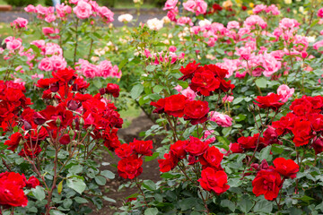 Fototapeta premium バラ園の眺め