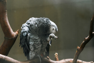 Thoughtful African Grey Parrot on a Branch