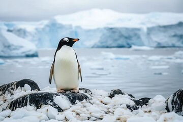 Obraz premium A penguin stands on an ice floe, symbolizing scientific inquiry and care for Antarctica's fragile ecosystem.