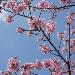 桜の花から吸蜜しているメジロ
