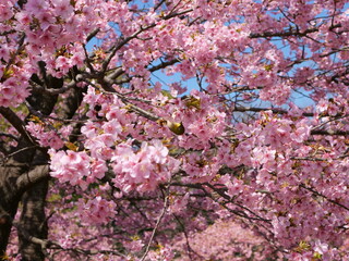 桜の花から吸蜜しているメジロ