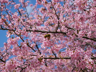 Fototapeta premium 桜の花から吸蜜しているメジロ