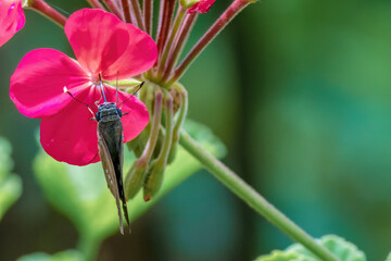 Close-up photography of a skipper moth feeding on red geranium flowers, at a garden in the eastern...