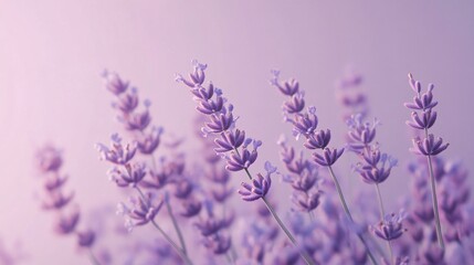 Naklejka premium Soft lavender blending into a pale periwinkle gradient plain background