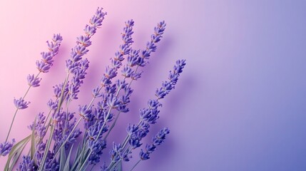 Obraz premium Soft lavender blending into a pale periwinkle gradient plain background