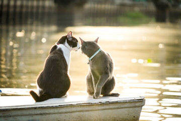 two cats sitting on the bot with dramatic tone