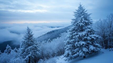 Snow-covered evergreen trees on a mountain peak at sunrise, overlooking misty clouds and frosty wilderness.

