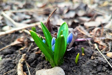 Snowdrops. Already today, where the earth has warmed up more in the forests or meadows, small snowdrop flowers smile at the sun with their blue colors.