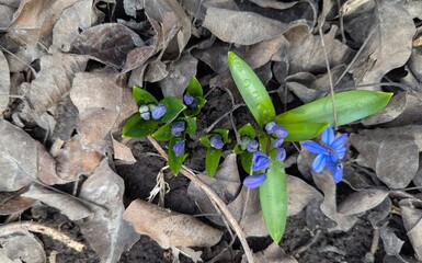 Snowdrops. Already today, where the earth has warmed up more in the forests or meadows, small snowdrop flowers smile at the sun with their blue colors.